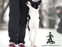 Perfect Heelwork© Fortgeschrittenenseminar